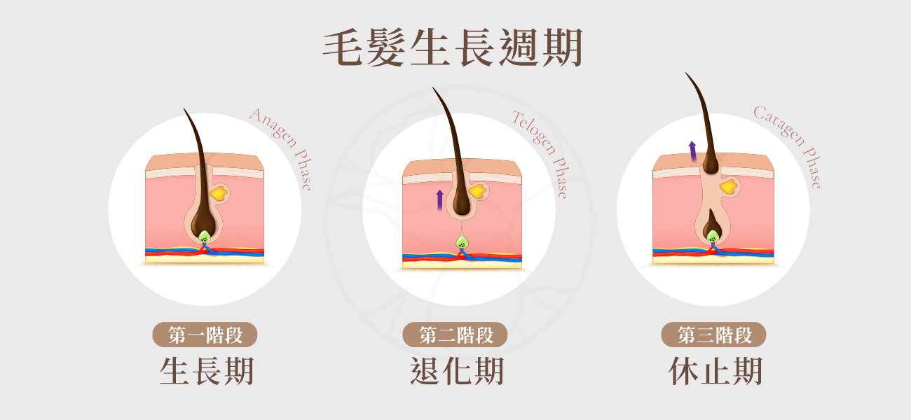 第一階段｜生長期（Anagen Phase）,第二階段｜退化期（Catagen Phase）,第三階段｜休止期（Telogen Phase）
