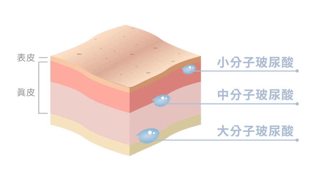 玻尿酸不同分子量的作用區域也不同