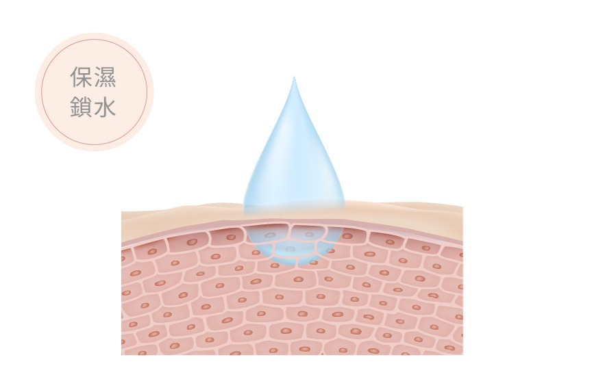 玻尿酸 功效1 維持皮膚水分平衡, 修復保濕