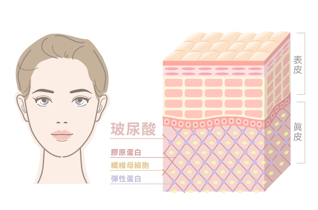 玻尿酸飽滿的皮膚擁有水潤與光澤的特性