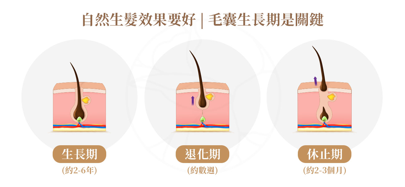 1.生長期生長期：頭髮的黃金生長階段( 約2-6年)2.退化期：生長暫停，準備脫落(約數週)3.休止期：舊髮脫落，新髮準備再生(約2-3個月)