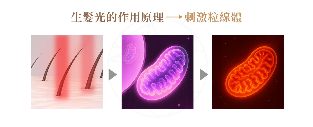 生髮光之所以能幫助自然生髮，主要透過以下機制： 刺激毛囊細胞粒線體（ATP） 生髮光能被毛囊細胞內的粒線體吸收後，會加速三磷酸腺苷（ATP）的生成。ATP 是細胞能量的來源，當細胞能量充足時，毛囊便能更有效地進行生長與分化。