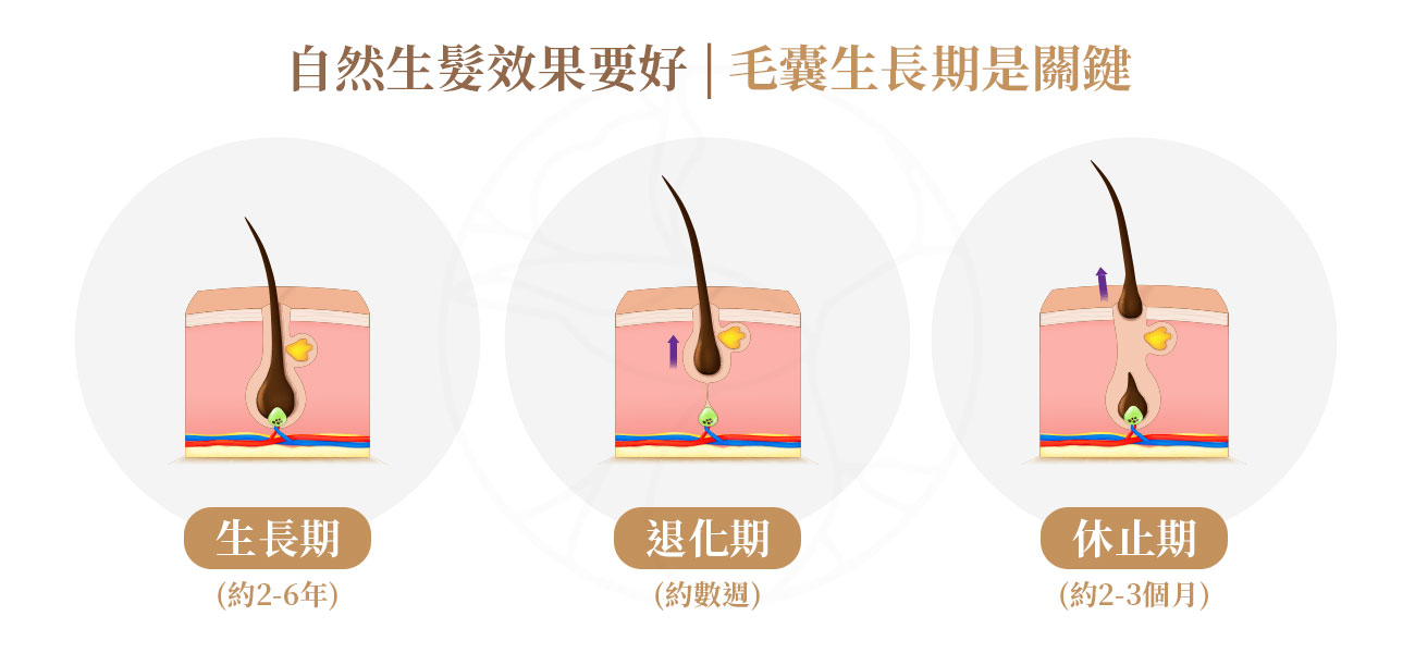 1.生長期生長期：頭髮的黃金生長階段( 約2-6年)2.退化期：生長暫停，準備脫落(約數週)3.休止期：舊髮脫落，新髮準備再生(約2-3個月)