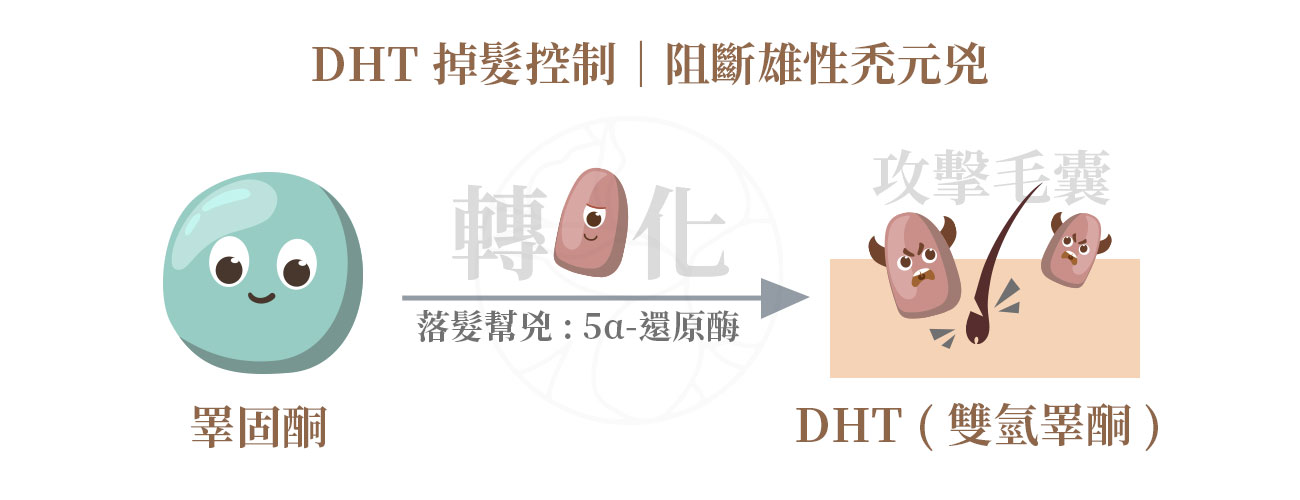 雄性禿的主要元兇是 DHT（雙氫睪酮），DHT會縮短毛囊壽命，讓頭髮越來越細。醫師依個人狀況，可能建議搭配經核准的口服或外用藥物，透過抑制 5α-還原酶，減少 DHT 對毛囊的攻擊。