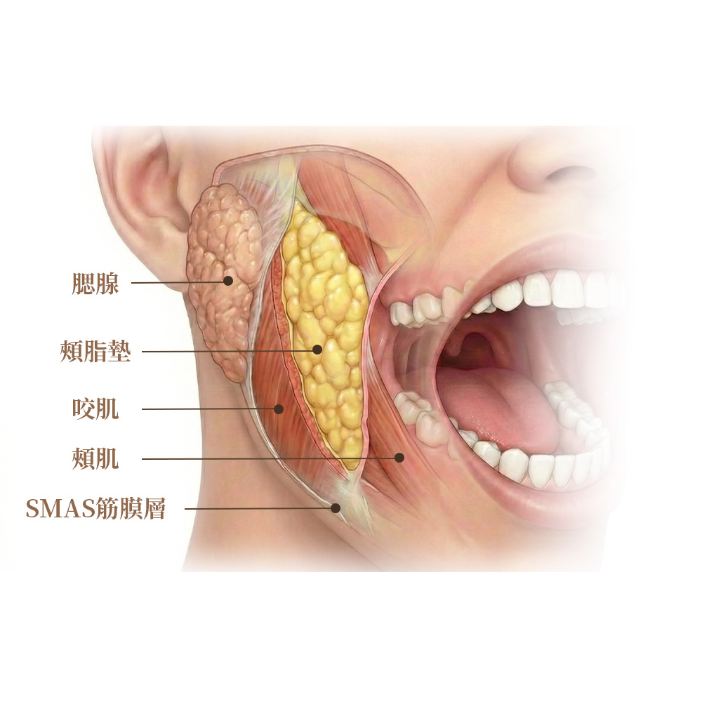 ALL_catalog_plasticsurgery_26B05_dkDeQaphFt