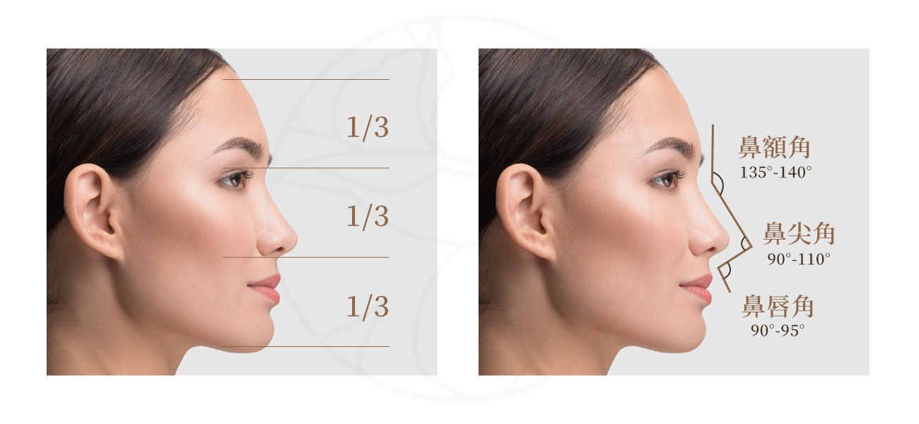鼻子比例與角度