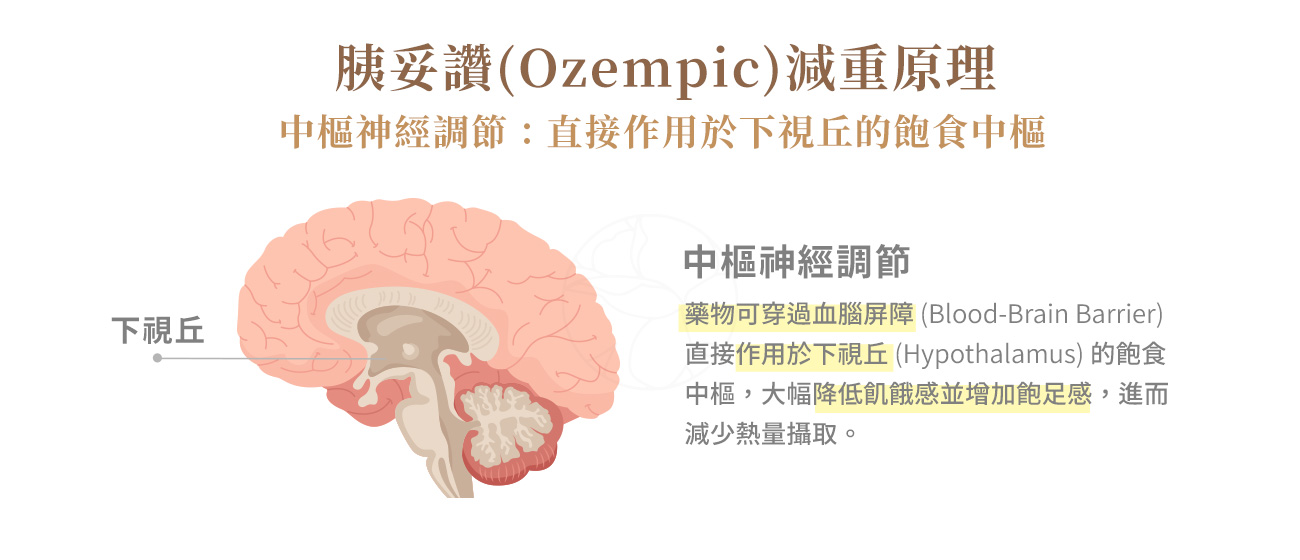  中樞神經調節 (Central Regulation)： 藥物可穿過血腦屏障 (Blood-Brain Barrier)，直接作用於下視丘 (Hypothalamus) 的飽食中樞，大幅降低飢餓感並增加飽足感，進而減少熱量攝取。