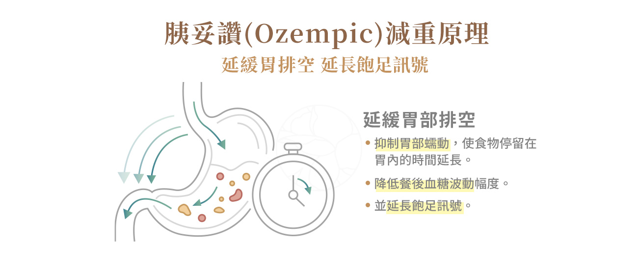  延緩胃排空 (Gastric Emptying Delay)：抑制胃部蠕動，使食物停留在胃內的時間延長，降低餐後血糖波動幅度，並延長飽足訊號。