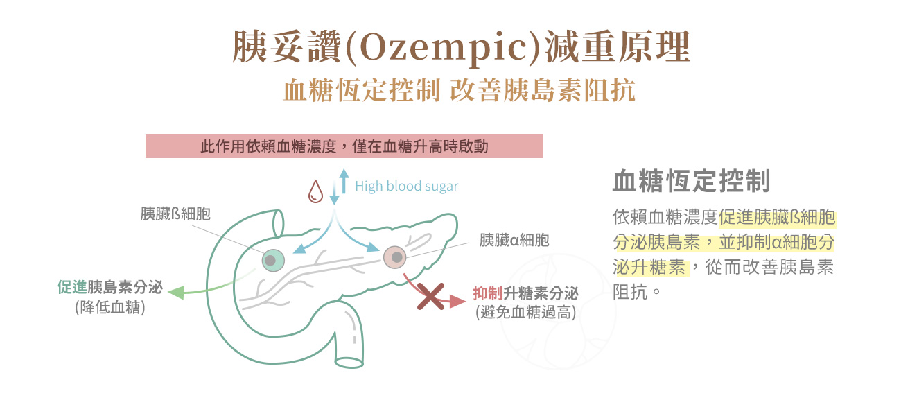血糖恆定控制 (Glucose Homeostasis)：依賴血糖濃度促進胰臟 $\beta$ 細胞分泌胰島素，並抑制 $\alpha$ 細胞分泌升糖素，從而改善胰島素阻抗。