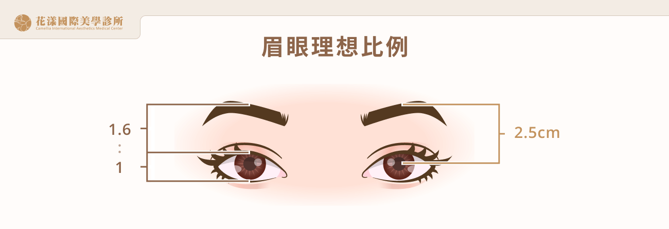 眉眼理想比例