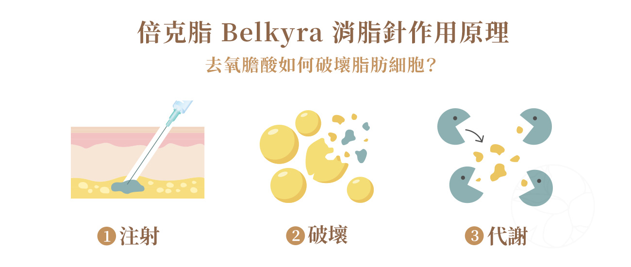 倍克脂 Belkyra 消脂針作用原理 倍克脂 Belkyra 消脂針作用原理:1. 透過注射進入皮下脂肪層 2.脂肪細胞被破壞 3.身體自然代謝處理