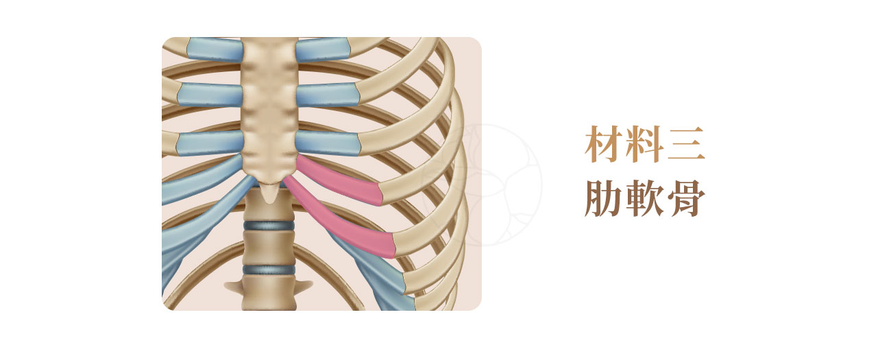 自體隆鼻材料: 肋軟骨圖示