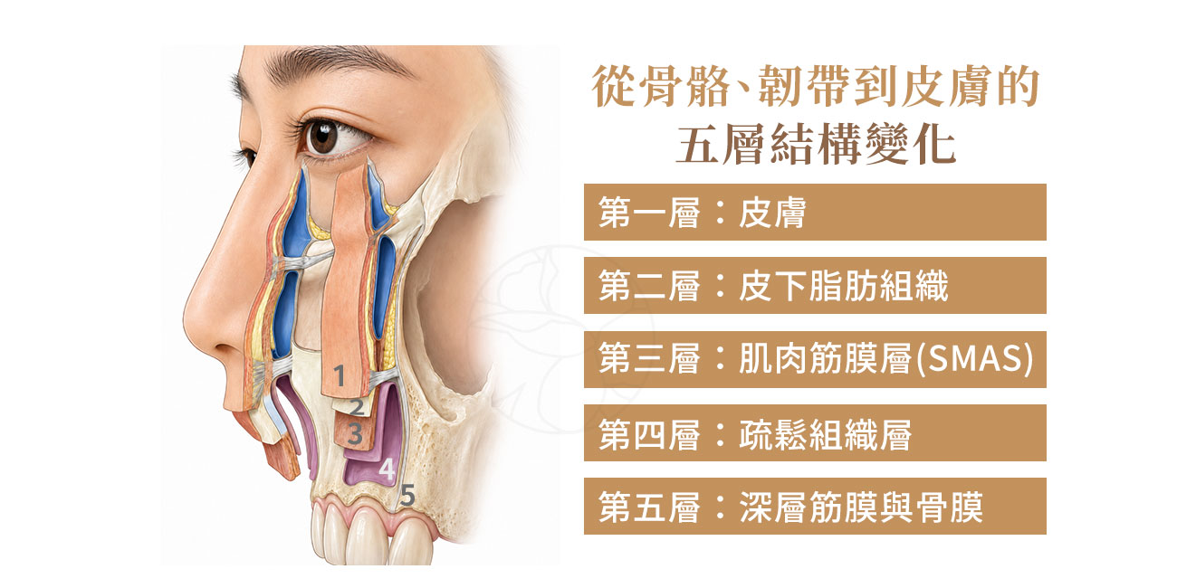 臉部老化的整合模型:多層次、跨維度的同步老化 皮膚層:膠原流失、光老化、皺紋。 脂肪層:淺層重分布、深層萎縮。 肌肉筋膜層(SMAS):鬆弛、延展。 韌帶系統:支撐力減弱、固定點鬆動。 骨骼層:選擇性吸收、地基塌陷。