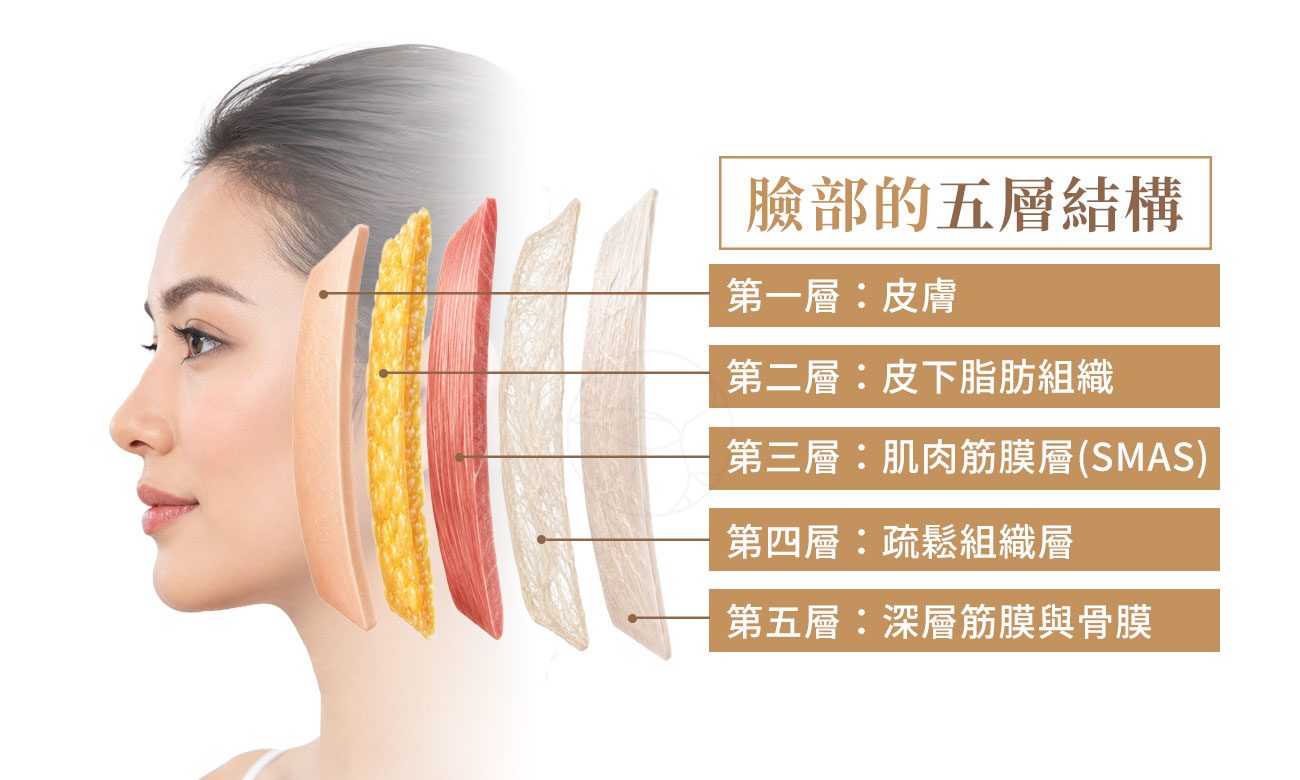 從皮膚至骨膜的「五層結構」立體架構 從皮膚至骨膜的「五層結構」,第一層:皮膚(Skin),第二層:皮下組織(Subcutaneous tissue),第三層:肌肉筋膜層(Musculo-aponeurotic layer, SMAS),第四層:疏鬆組織層(Loose areolar tissue),第五層:深層筋膜與骨膜(Deep fascia / Periosteum)