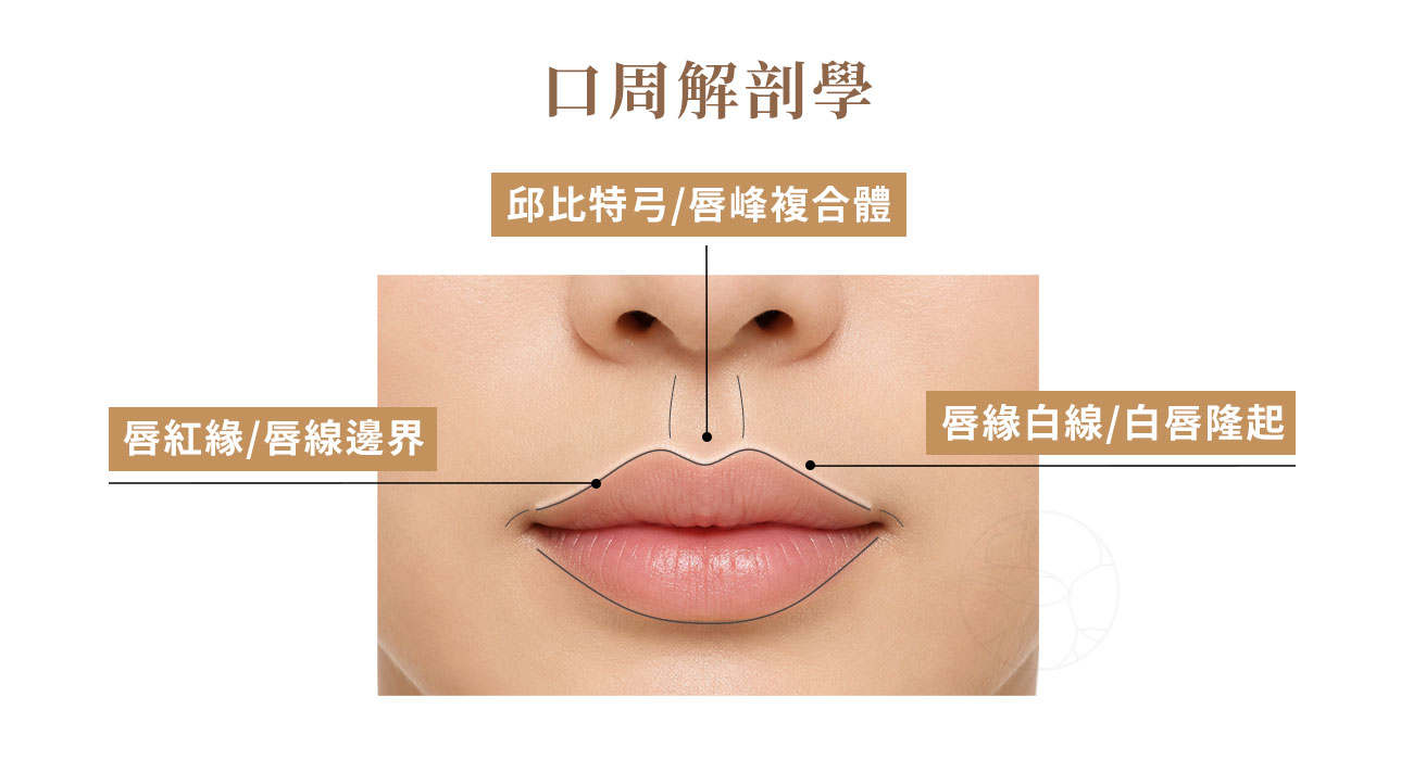 唇部美學標籤： 1. 唇紅緣 / 唇線邊界（這是嘴唇紅唇與周圍皮膚白唇的「交界線」。）  2. 邱比特弓 / 唇峰複合體（上唇中央形似愛神弓箭的優美弧線，由兩個高點與中央凹陷組成）。  3. 唇緣白線 / 白唇隆起（緊鄰紅唇邊緣、微微凸起的一條皮膚淺色反光帶。）